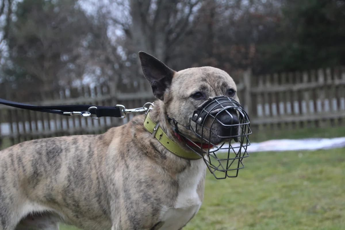 Toni, male Bull Terrier for adoption at Tierheim Ahrenshöft, Ahrenshöft