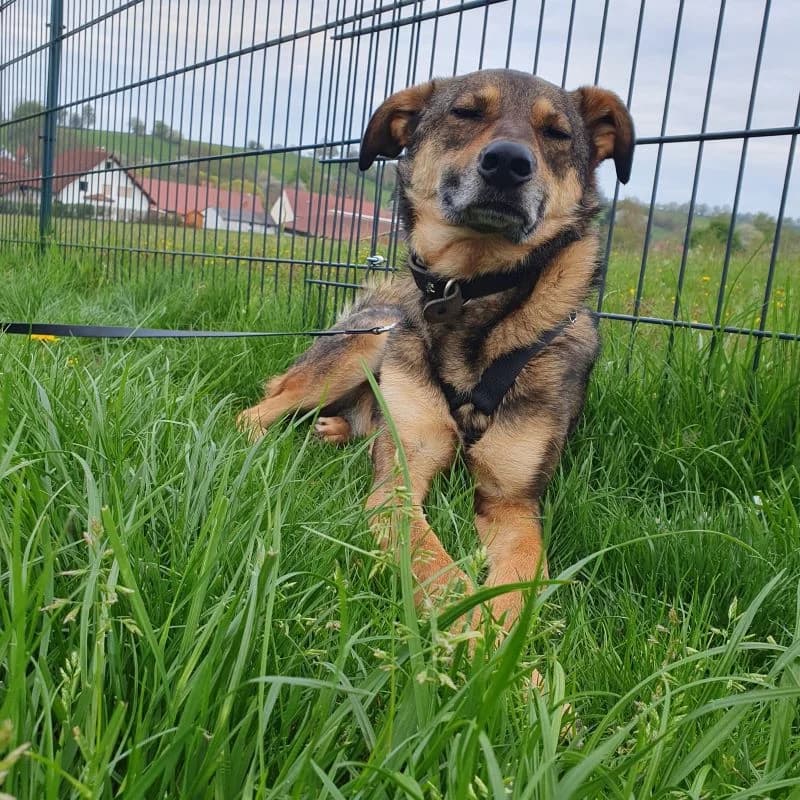 Nielo -auf Trainingsstelle, male 3yo Mixed Breed for adoption at Tierheim Alsfeld