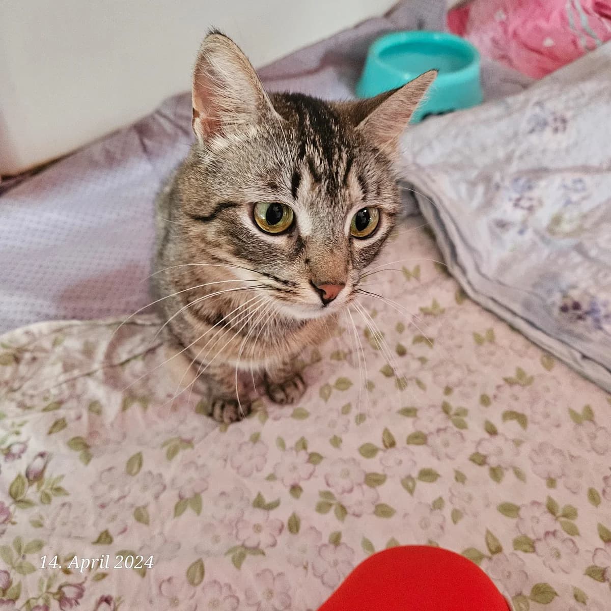 Pinkie, silber female young Mixed Breed for adoption at Tierheim Alsfeld