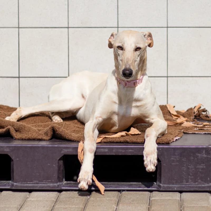 Arvo, male young Mixed Breed for adoption at Tierheim Alsfeld