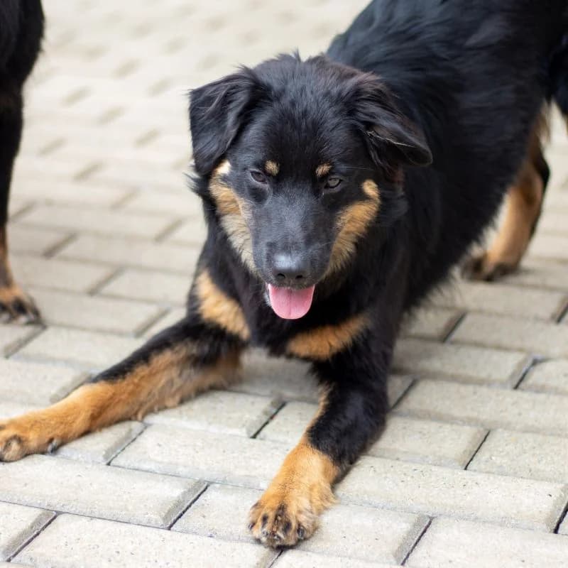 Turnet, male young Mixed Breed for adoption at Tierheim Alsfeld