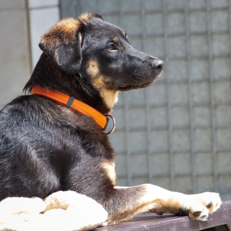 Izvor, male puppy Mixed Breed for adoption at Tierheim Alsfeld