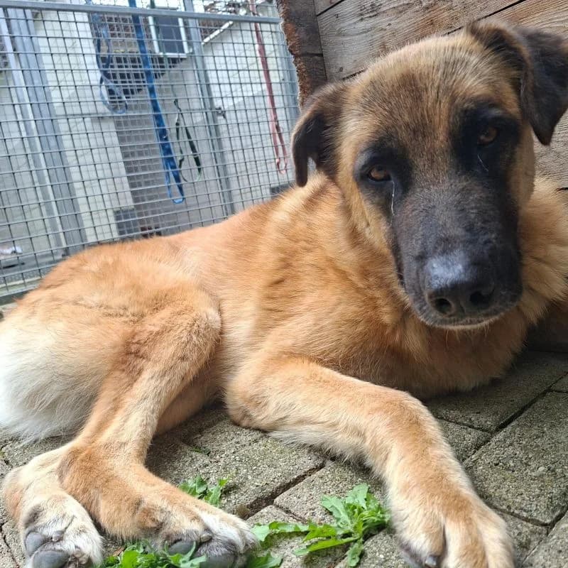 Simba, male 3yo Mixed Breed for adoption at Tierheim Alsfeld