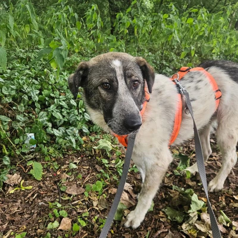 Lenny, male young Mixed Breed for adoption at Tierheim Alsfeld