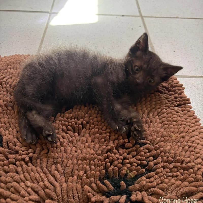 Pille, Palle, Fix, Foxy, schwarz male puppy Mixed Breed for adoption at Tierheim Alsfeld