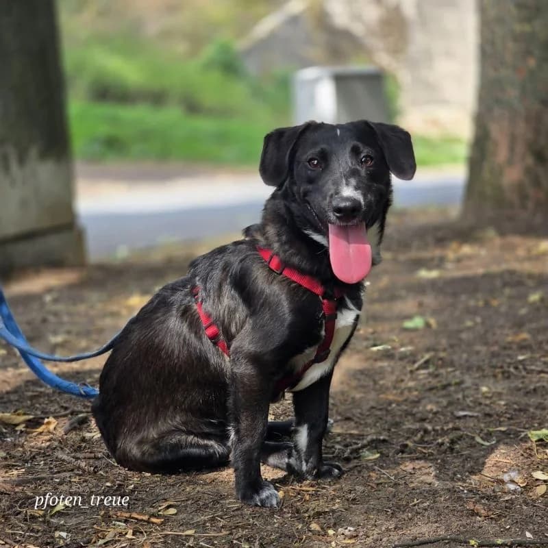 Nemo, male puppy Mixed Breed for adoption at Tierheim Alsfeld
