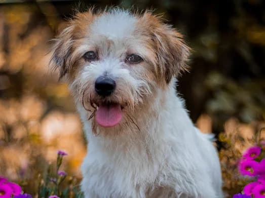 Loni -auf Pflegestelle, female puppy Mixed Breed for adoption at Tierheim Alsfeld