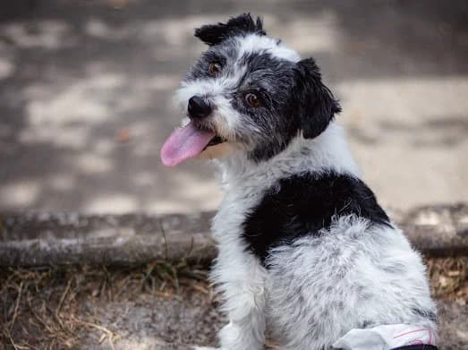 Minnie -auf Pflegestelle, female puppy Mixed Breed for adoption at Tierheim Alsfeld