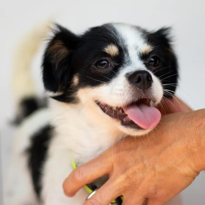 Tom, male puppy Mixed Breed for adoption at Tierheim Alsfeld