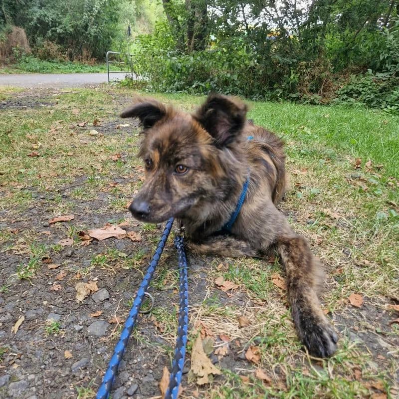 Chap, male puppy Mixed Breed for adoption at Tierheim Alsfeld