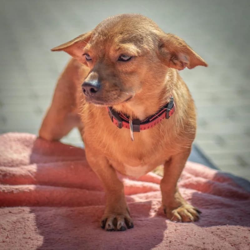 Liane, female puppy Mixed Breed for adoption at Tierheim Alsfeld
