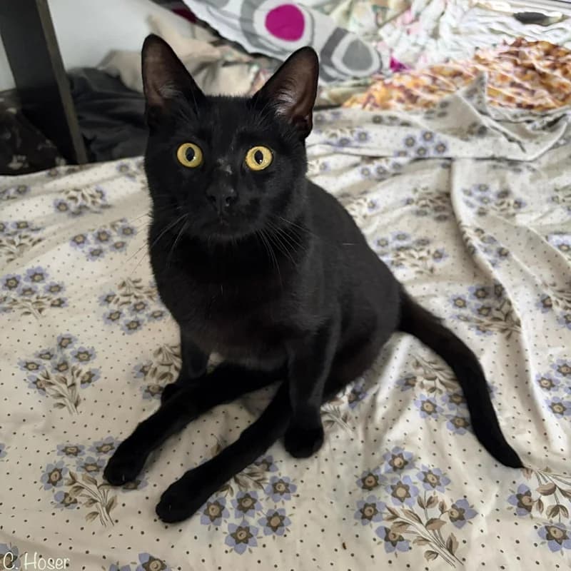 Kuro, schwarz male puppy Mixed Breed for adoption at Tierheim Alsfeld