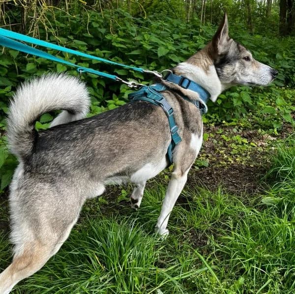 Cuba, male puppy Mixed Breed for adoption at Tierheim Alsfeld