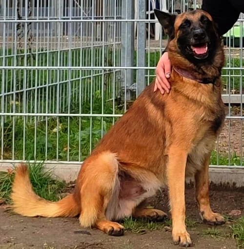 Back (leider nicht vermittelbar), male young Mixed Breed for adoption at Tierheim Altentreptow, Altentreptow