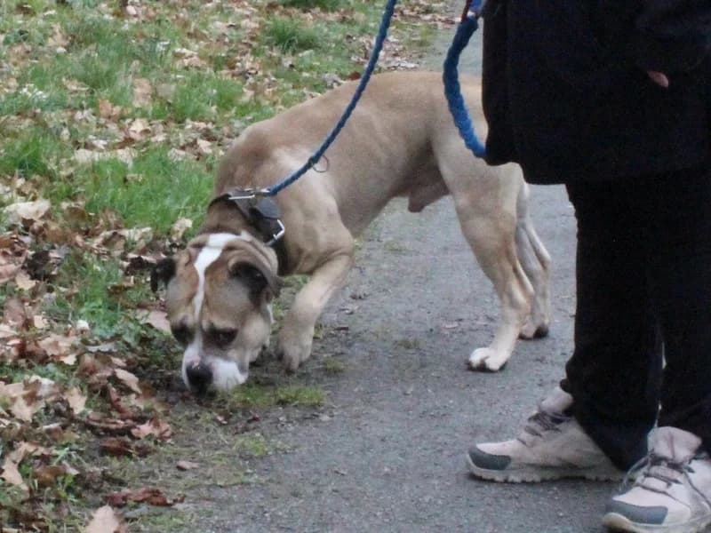 Bulls, male young Mixed Breed for adoption at Tierheim Altentreptow, Altentreptow