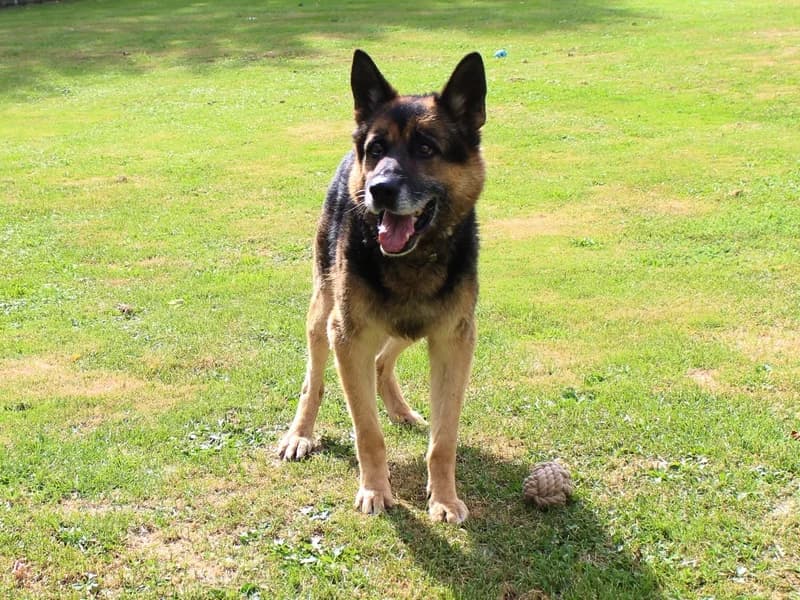 Jodan (Pflegeplatz gesucht), male puppy Mixed Breed for adoption at Tierheim Altentreptow, Altentreptow