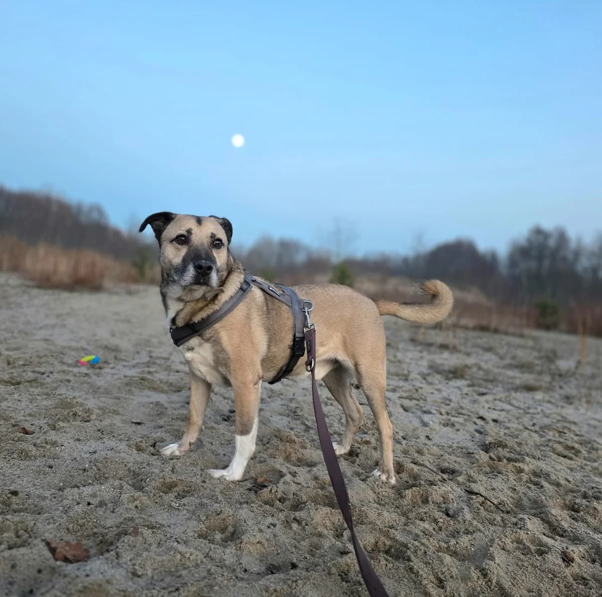 Ajax, male senior Mixed Breed for adoption at Tierheim am See