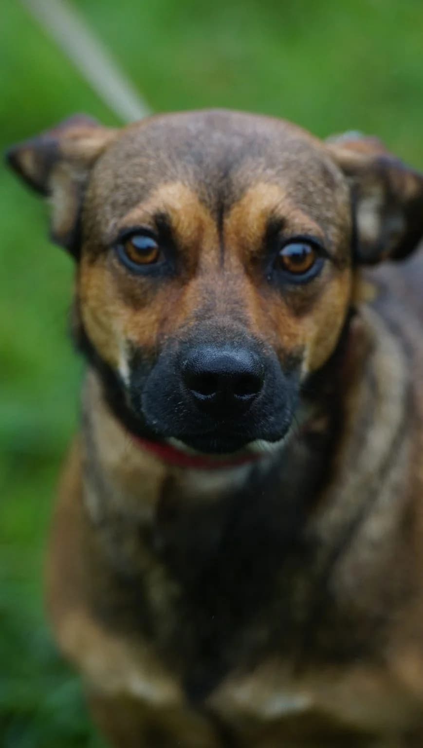 Bolo, male 3yo Mixed Breed for adoption at Tierheim am See