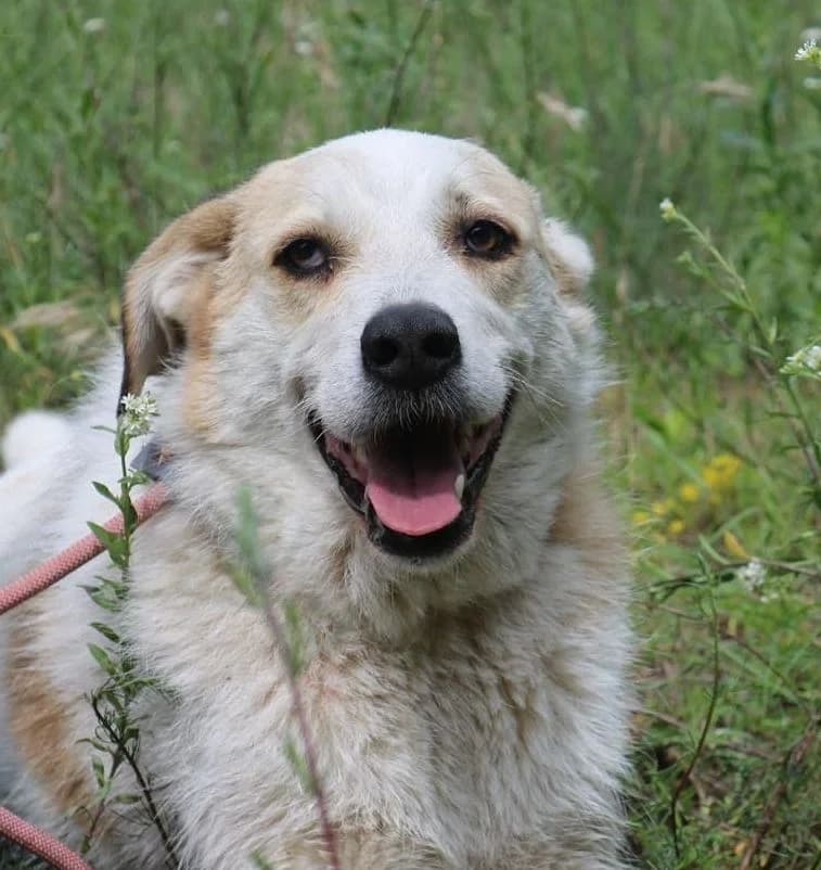 Charly, senior Mixed Breed for adoption at Tierheim am See