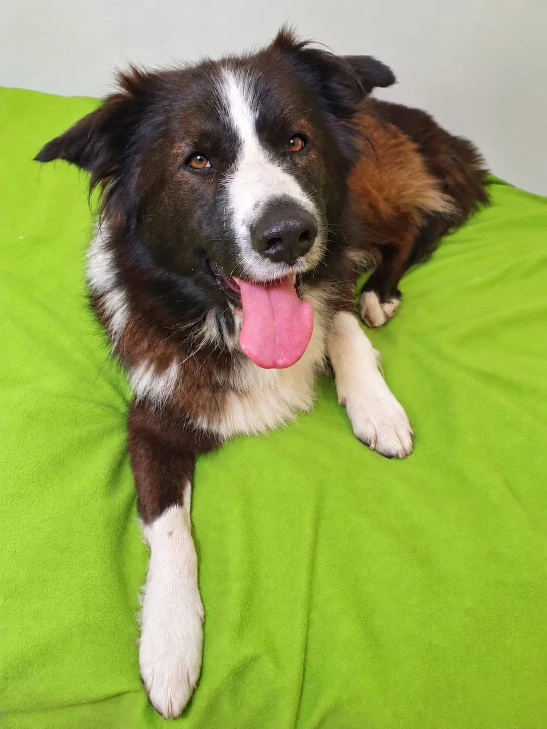 Claudius, Mixed Breed for adoption at Tierheim am See