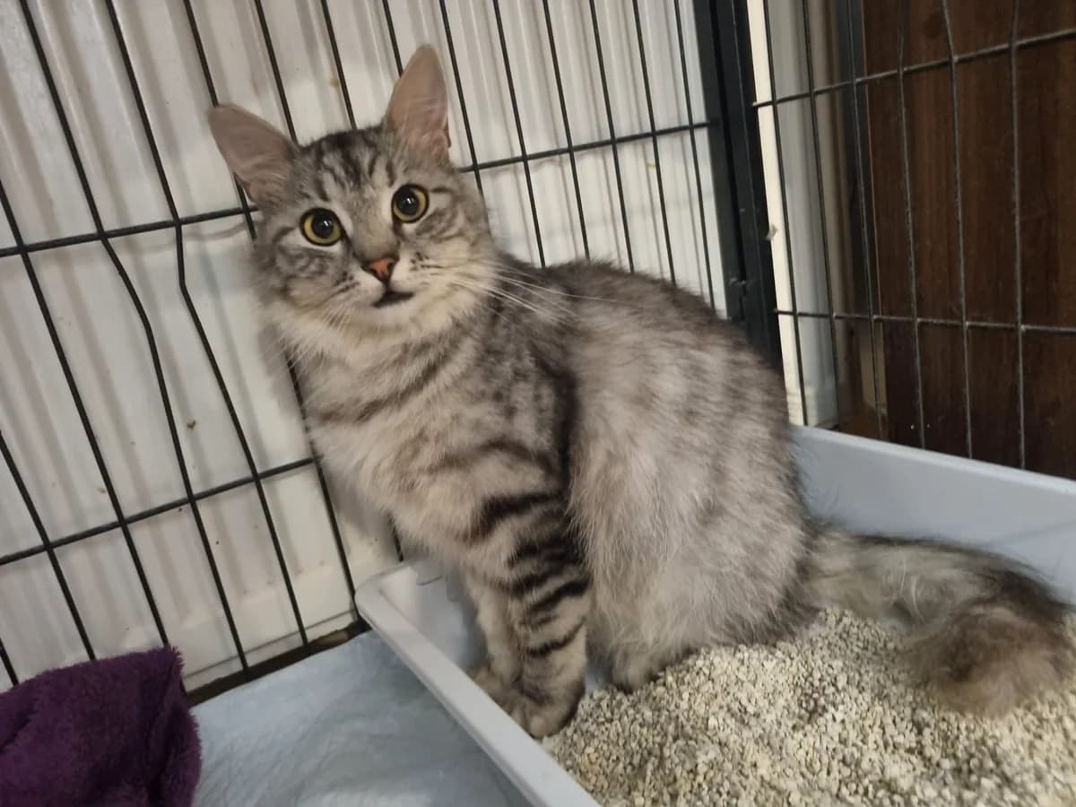 Diana, female Mixed Breed for adoption at Tierheim am See