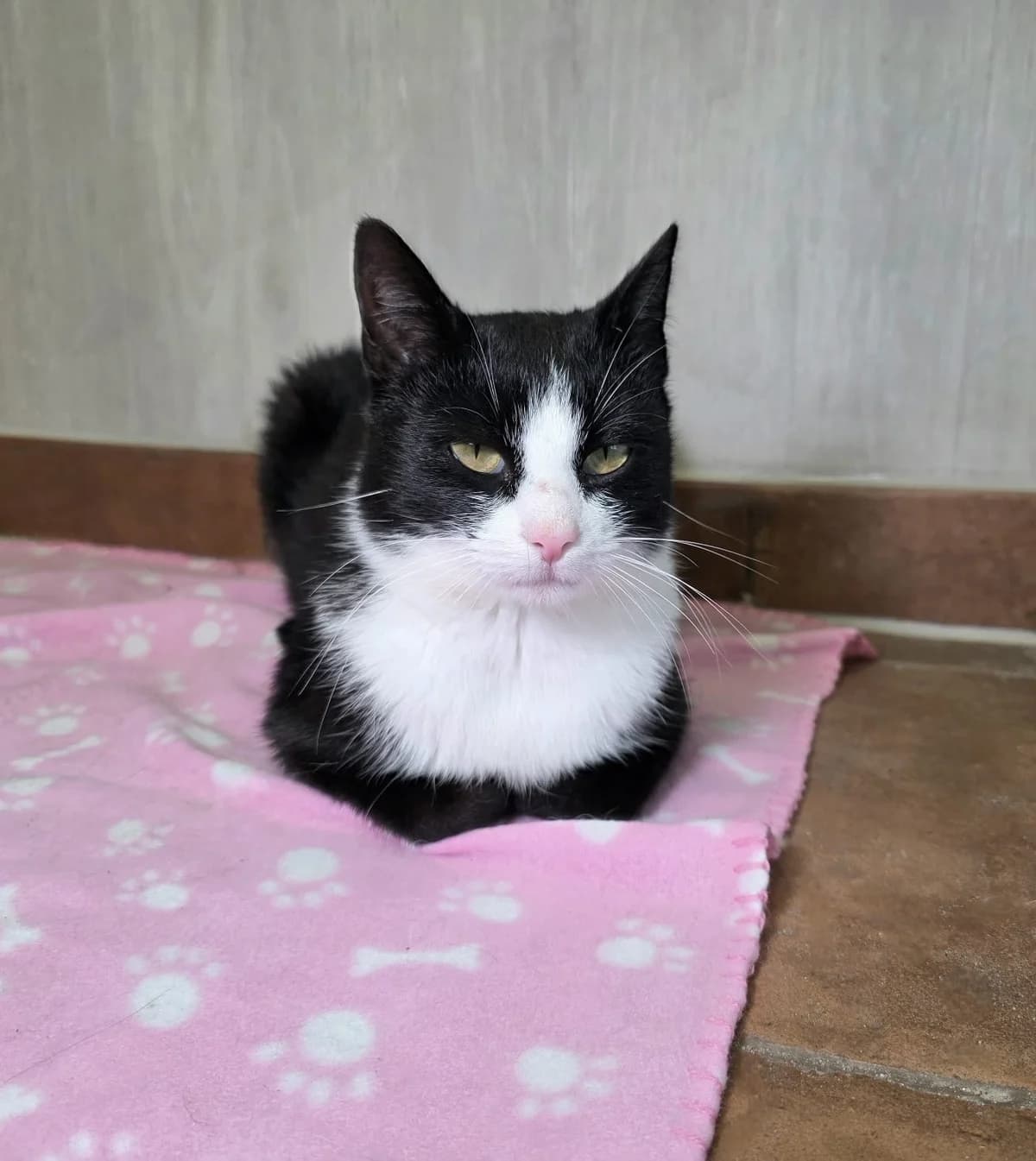 Felis, schwarz female Mixed Breed for adoption at Tierheim am See