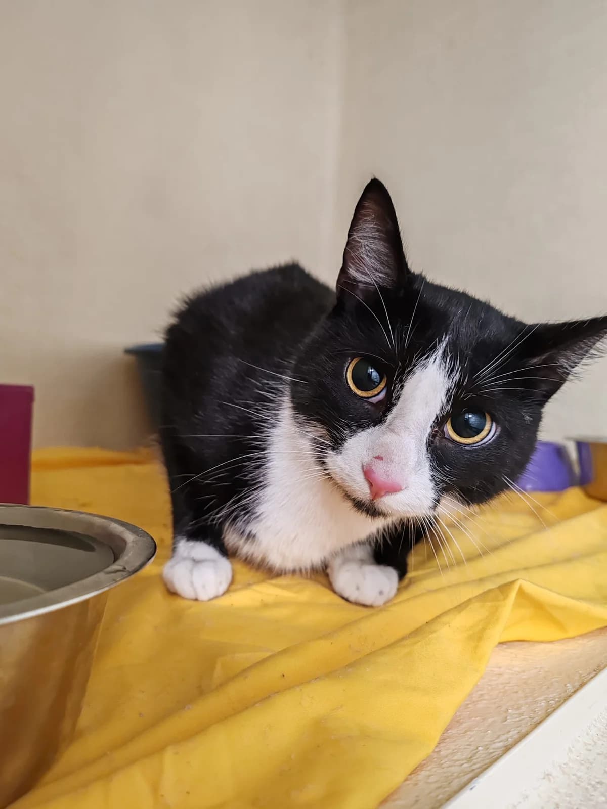 Felix & Joal, Mixed Breed for adoption at Tierheim am See