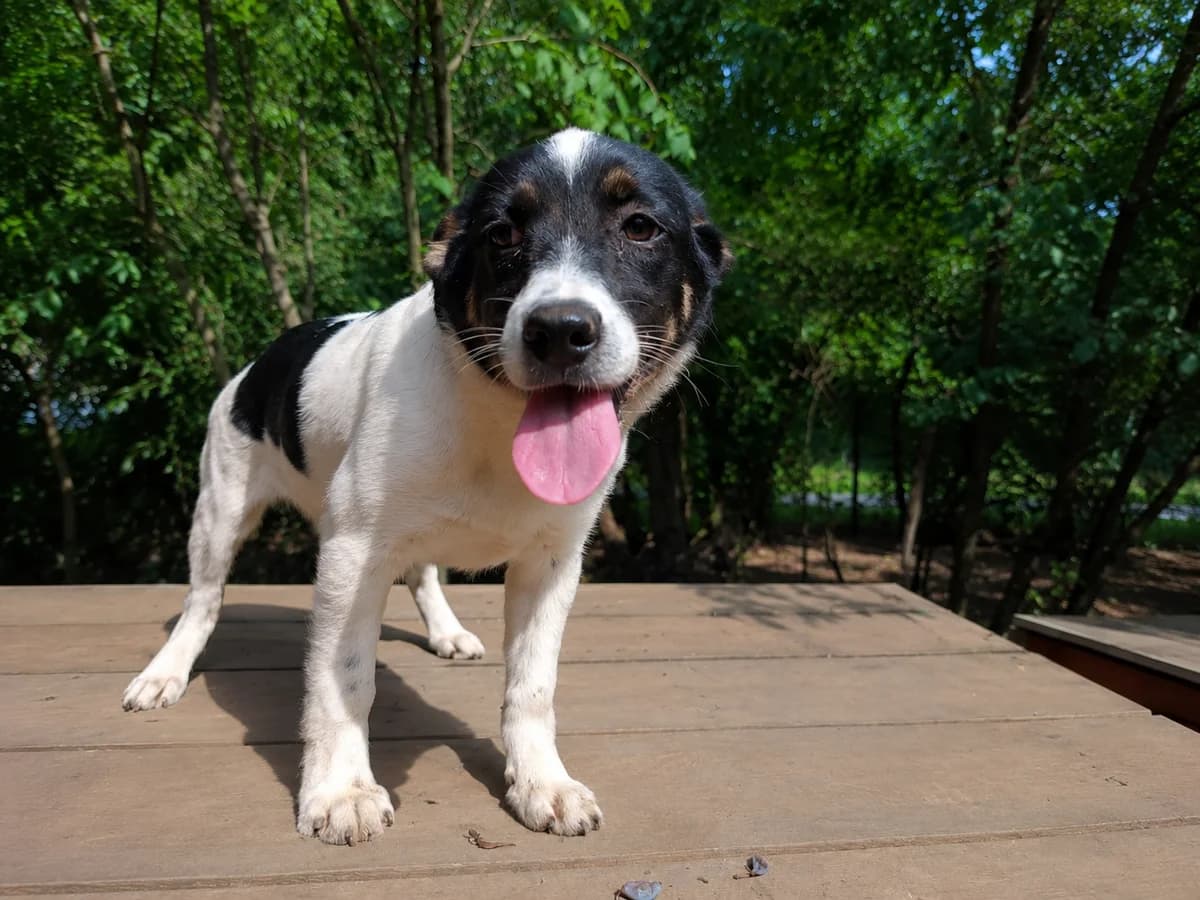 Coffie (Vermittlung ab KW28), Mixed Breed for adoption at Tierheim am See