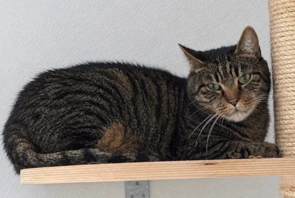 Khan, Mixed Breed for adoption at Tierheim am See