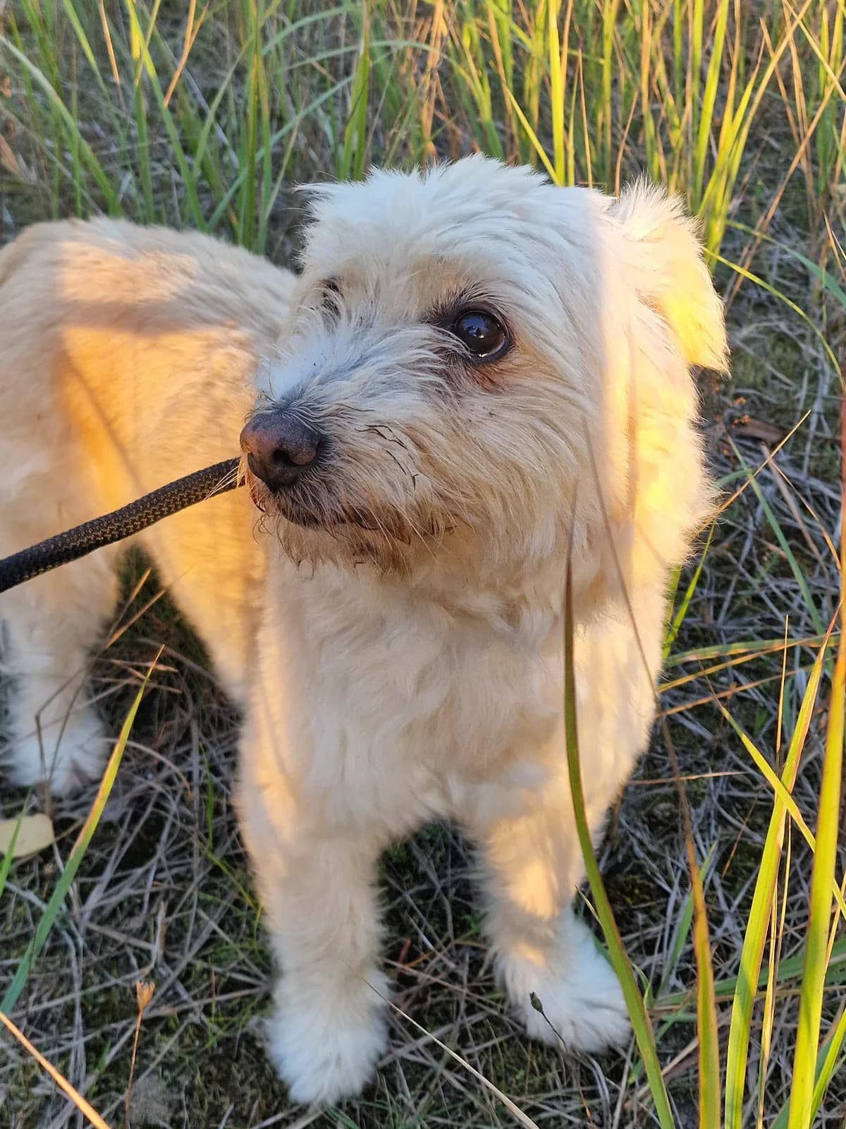 Lilly, senior Mixed Breed for adoption at Tierheim am See