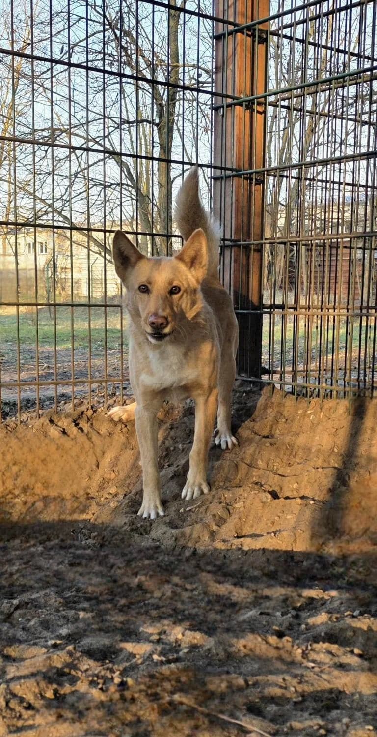 Loki, Mixed Breed for adoption at Tierheim am See