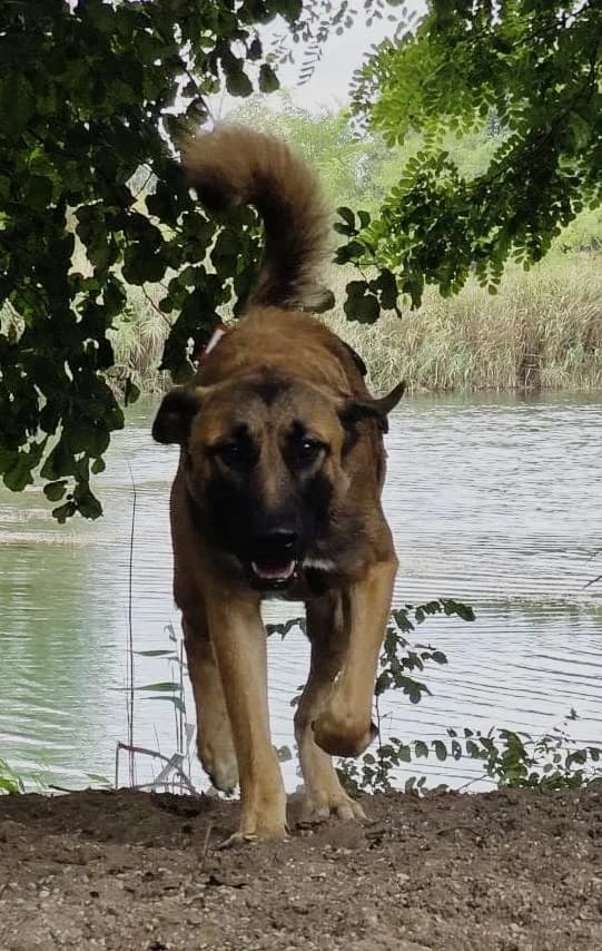 Mali, male young Mixed Breed for adoption at Tierheim am See
