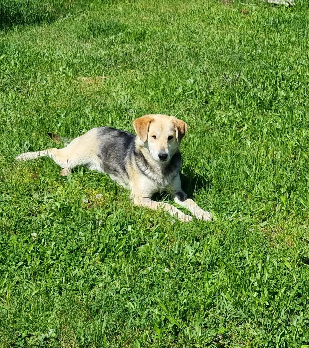 Brownie, female young Mixed Breed for adoption at Tierheim am See
