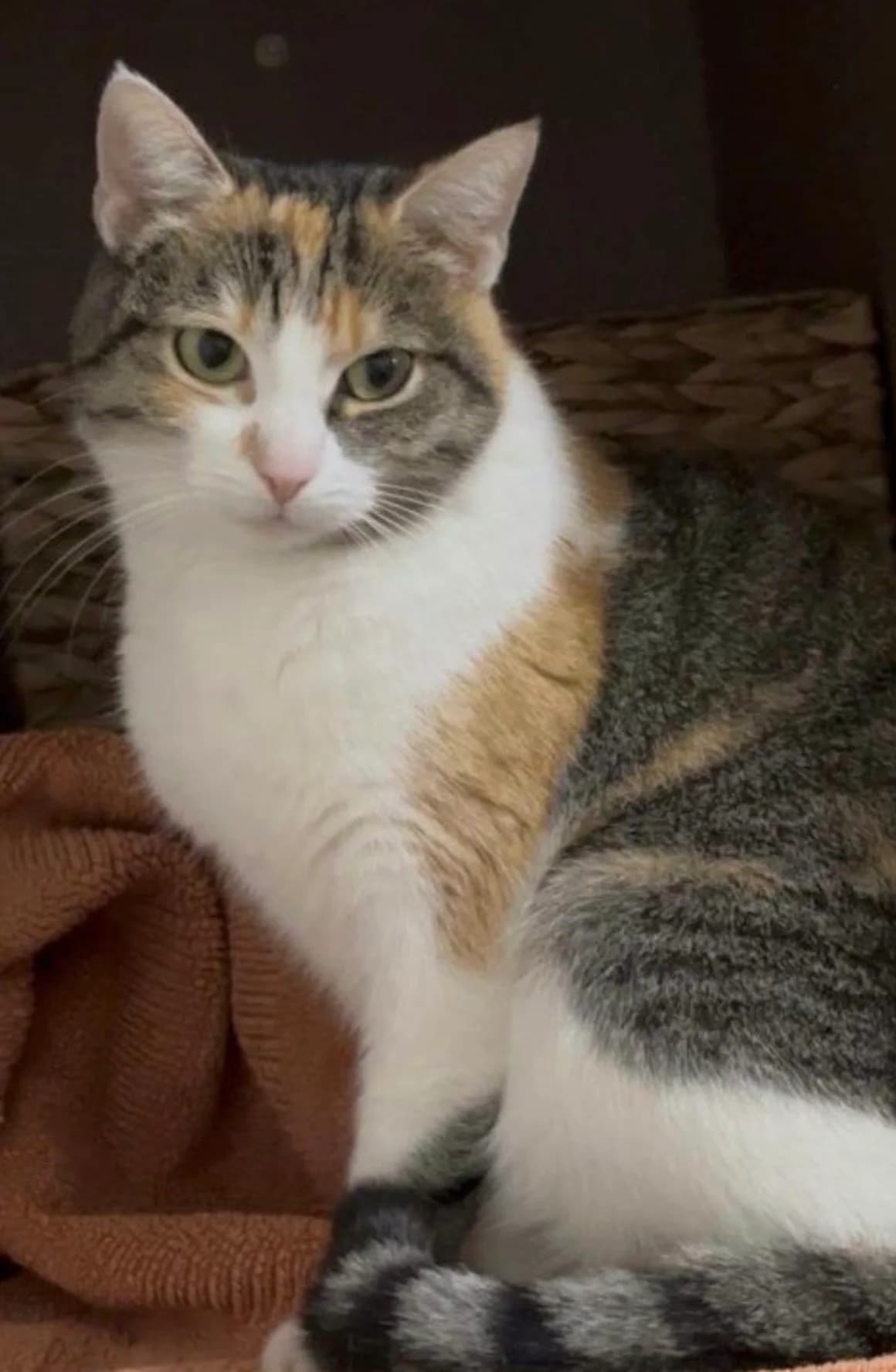 Mimi, Mixed Breed for adoption at Tierheim am See