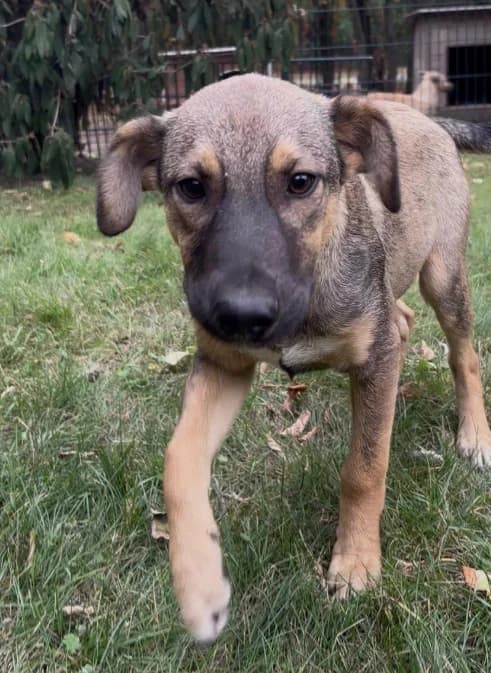 Mio, puppy Mixed Breed for adoption at Tierheim am See