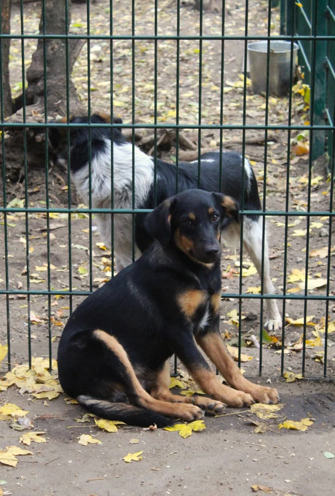 Murphy, male puppy Mixed Breed for adoption at Tierheim am See