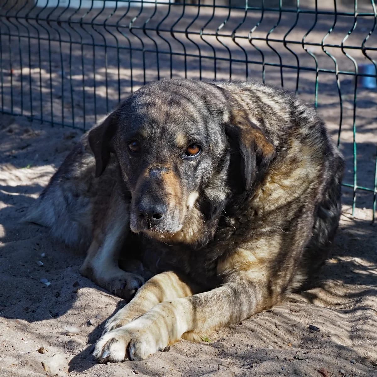 Honkipong, Mixed Breed for adoption at Tierheim am See