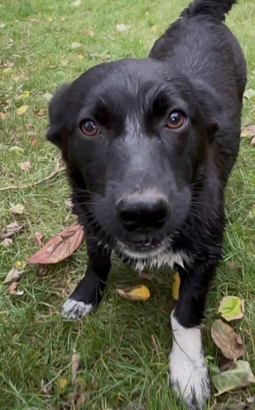 Takko, female puppy Mixed Breed for adoption at Tierheim am See