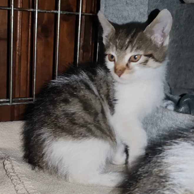 Theo, Mixed Breed for adoption at Tierheim am See