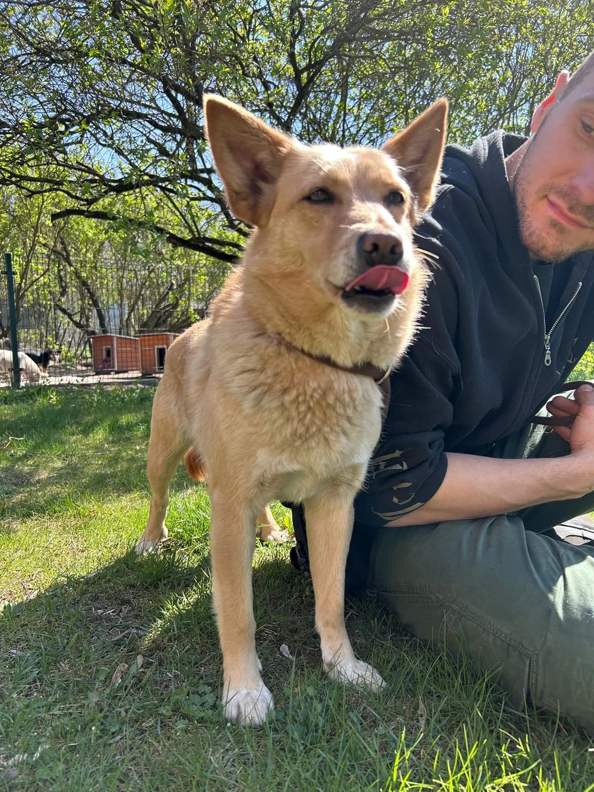 Lungo (Vermittlung ab KW28), Mixed Breed for adoption at Tierheim am See