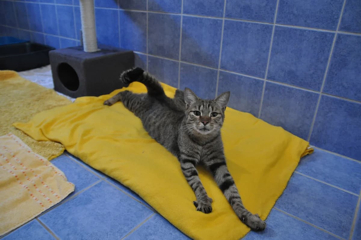 Simba, Nala und Balu, getigert female 5yo Mixed Breed for adoption at Tierheim Amberg, Ursensollen