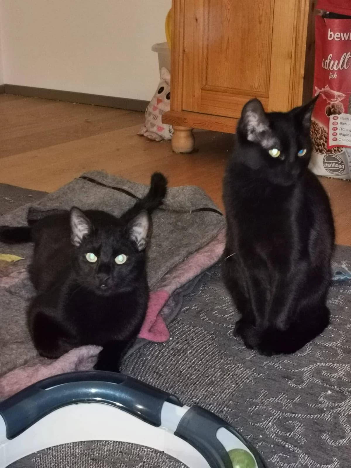 die M und M’s, schwarz male young Mixed Breed for adoption at Tierheim Amberg, Ursensollen