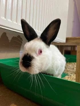 Lukas mit der schwarzen Nas‘, male 6yo Mixed Breed for adoption at Tierheim Amberg, Ursensollen