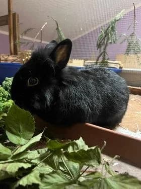 Hoppel, male young Mixed Breed for adoption at Tierheim Amberg, Ursensollen