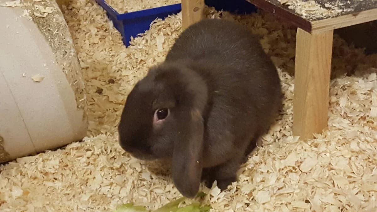 Hasengeflüster, female Mixed Breed for adoption at Tierheim Amberg, Ursensollen
