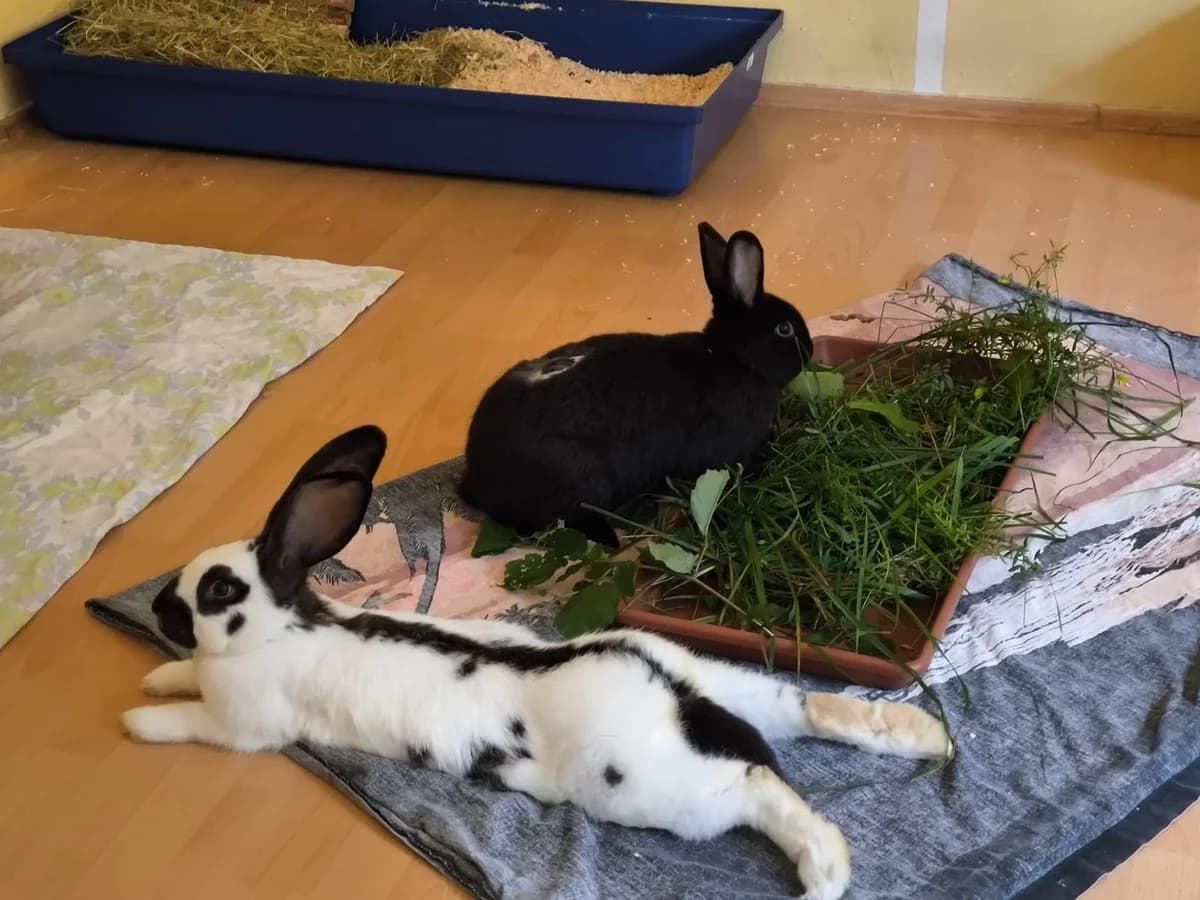 Pikachu und Oreo, schwarz male Mixed Breed for adoption at Tierheim Amberg, Ursensollen