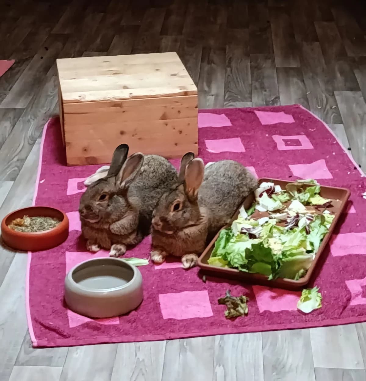 Agnes, Arabella und der ’schwarze Watson‘ 🐰🐰🐰, braun female Mixed Breed for adoption at Tierheim Amberg, Ursensollen