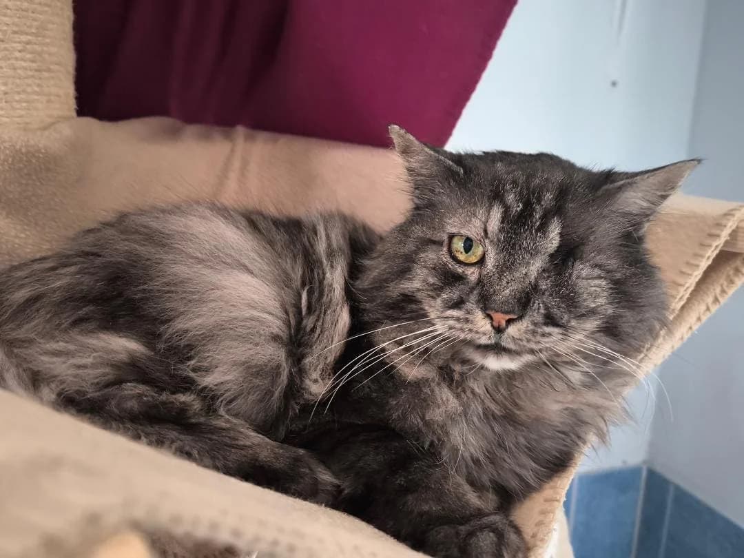 Aristoteles, male Mixed Breed for adoption at Tierheim Amberg, Ursensollen