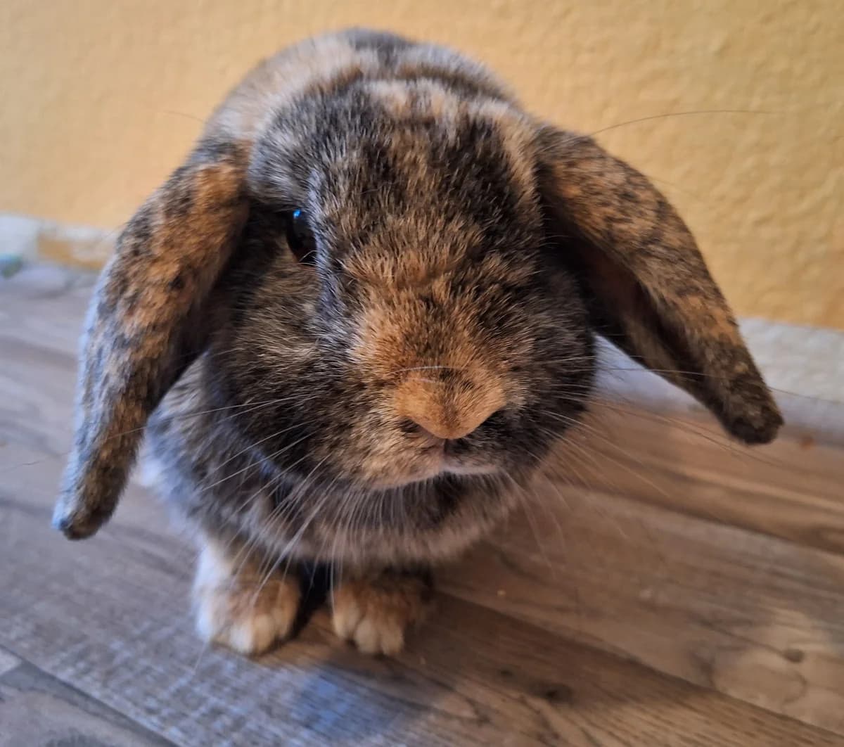 Kaninchenmädel Vicky, female Mixed Breed for adoption at Tierheim Amberg, Ursensollen