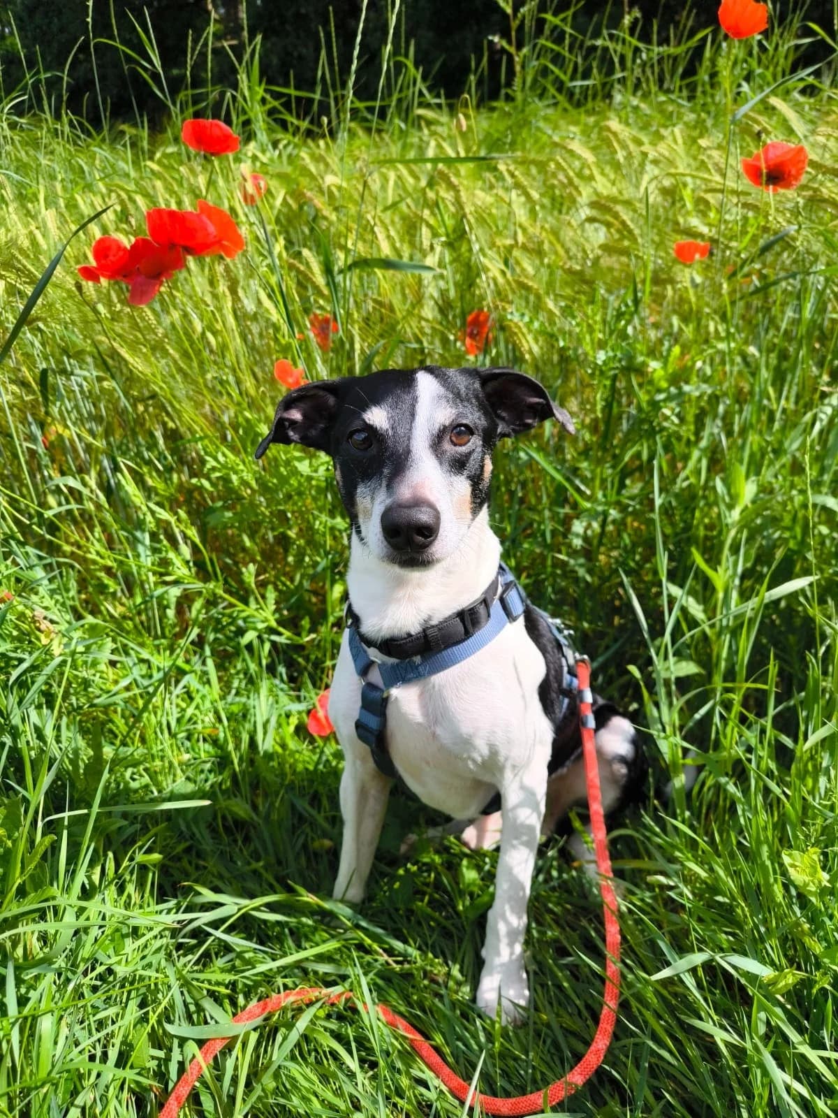 Rüde Bass, male senior Mixed Breed for adoption at Tierheim Amberg, Ursensollen